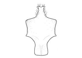   Anthidium tenuiflorae  male, diagram showing ventral view of eighth sternum (S8), diagram from Gonzalez and Griswold 2013 
